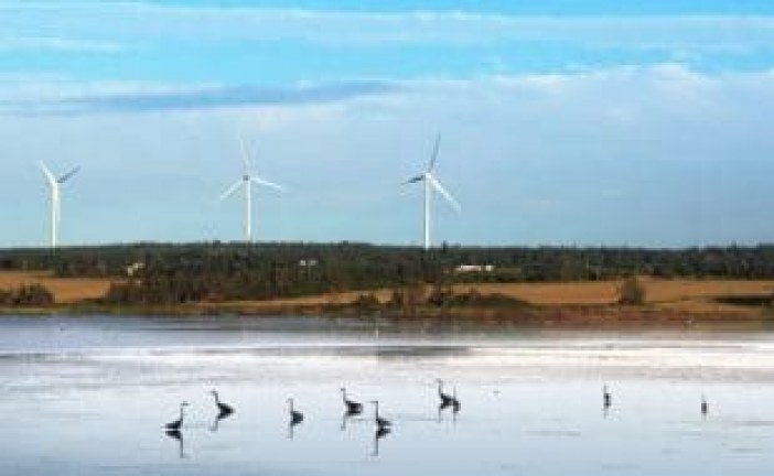 Wind energy industry working to protect birds and bats